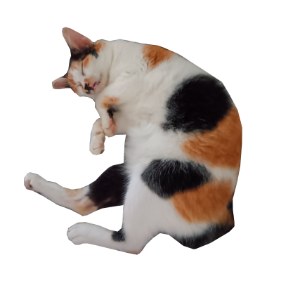 The word 'Dottie' over a picture of a chonky calico cat lying down on her side with her paws folded and her hind legs outstretched.